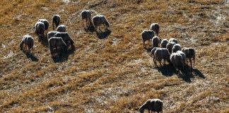 Πέλλα: Στο νοσοκομείο νοσηλεύεται παραγωγός που επρόκειτο να του σκοτώσουν τα ζώα