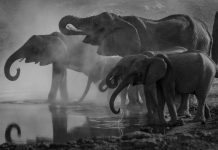 Ελέφαντας ή αγέλη ελεφάντων σκότωσε 4 άτομα στην Ινδία – Το ένα θύμα ήθελε να βγάλει σέλφι – (VIDEO)