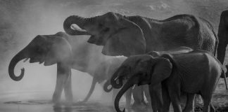 Ελέφαντας ή αγέλη ελεφάντων σκότωσε 4 άτομα στην Ινδία – Το ένα θύμα ήθελε να βγάλει σέλφι – (VIDEO)