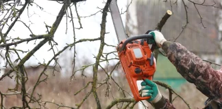 Τραγωδία στη Χαλκιδική: Νεκρός 79χρονος που καταπλακώθηκε από δέντρο στην προσπάθειά του να κόψει ξύλα