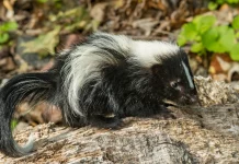 Απίστευτο περιστατικό στις ΗΠΑ: Πέθανε από λύσσα μετά από μεταμόσχευση νεφρού, ο δωρητής την κόλλησε προστατεύοντας ένα γατάκι