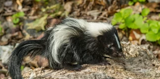 Απίστευτο περιστατικό στις ΗΠΑ: Πέθανε από λύσσα μετά από μεταμόσχευση νεφρού, ο δωρητής την κόλλησε προστατεύοντας ένα γατάκι