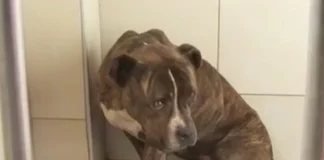 Τριάντα αιτήματα υιοθεσίας για το πίτμπουλ που σκότωσε τον 2χρονο στη Ζάκυνθο, τι λένε στο ΔΙΚΕΠΑΖ