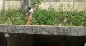 Τραγικός θάνατος για 19χρονο στη Βραζιλία: Μπήκε σε κλουβί ζωολογικού κήπου με λιοντάρια και τον κατασπάραξαν