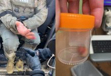 Μινεάπολη: Διαδηλωτές κατηγορούνται πως επιτέθηκαν σε πράκτορα – Ένας φέρεται να του δάγκωσε και του έκοψε το δάχτυλο