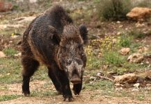 Καστοριά: Κυνηγός δέχθηκε επίθεση από αγριογούρουνο