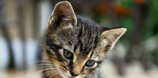 Βόλος: Πέταξε γλάστρα και σκότωσε αδέσποτο γατάκι – Στο εδώλιο μετά την καταγγελία