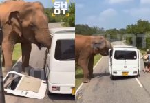 Στιγμές τρόμου για τουρίστες στη Σρι Λάνκα – Ελέφαντας επιτέθηκε σε όχημα που τους μετέφερε (Video)