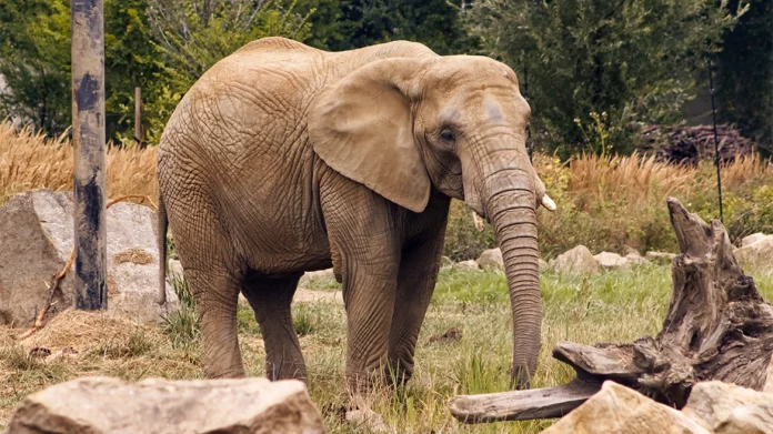 Eλέφαντας – φονιάς στην Ινδία έχει σκοτώσει 20 άτομα σε εννέα ημέρες, ανάμεσά τους και έναν πατέρα με τα παιδιά του 6 και 8 ετών