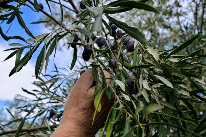 «Δεν υπήρξε αίτημα» – Η Κομισιόν ξεμπροστιάζει την κυβέρνηση για την κρητική ελιά