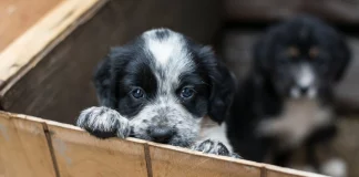 Κτηνωδία στο Ρέθυμνο: Εντοπίστηκαν 17 νεκρά κουτάβια κάτω από γέφυρα