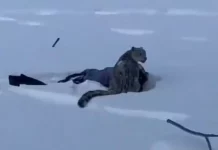 Βίντεο: Λεοπάρδαλη του χιονιού επιτέθηκε σε γυναίκα που θέλησε να βγάλει σέλφι μαζί της στην Κίνα