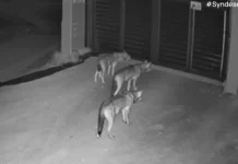 Λύκοι έφτασαν μέχρι την πόρτα σπιτιού στο Πανόραμα