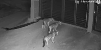 Λύκοι έφτασαν μέχρι την πόρτα σπιτιού στο Πανόραμα