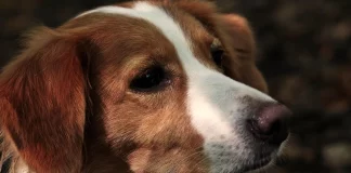 Απίστευτο συμβάν στη Λαμία: Πέθανε το αφεντικό του και ο σκύλος δεν άφηνε κανέναν να μπει στο σπίτι