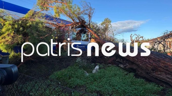 Ηλεία: Πεύκο έπεσε πάνω σε τρένο που εκτελούσε το δρομολόγιο Πύργος-Κατάκολο – Στο Νοσοκομείο ο μηχανοδηγός