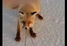 Αλεπού προσπαθεί να κλέψει έλκηθρο με ψάρια και γίνεται viral για την αποφασιστικότητά της