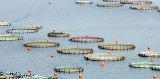 Το δίλημμα της… τσιπούρας