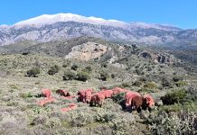 Κρήτη: Έβαψε κόκκινα τα πρόβατά του για να μην τα κλέβουν