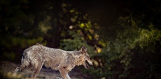 Πτολεμαϊδα: Λύκος εγκλωβίστηκε σε φρεάτιο