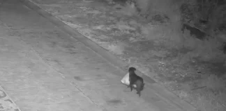 Ιταλός εκπαίδευσε… τον σκύλο του να πετάει τα σκουπίδια στον δρόμο