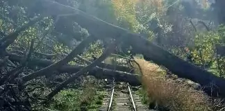 Hellenic Train: Ακυρώνονται δρομολόγια του Οδοντωτού λόγω πτώσης δέντρων