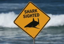 Νεκρός 55χρονος σέρφερ μετά από επίθεση καρχαρία στη Νέα Καληδονία