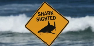 Νεκρός 55χρονος σέρφερ μετά από επίθεση καρχαρία στη Νέα Καληδονία