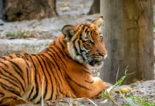 72 τίγρεις πέθαναν από ιό σε ζωολογικό πάρκο στη βόρεια Ταϊλάνδη