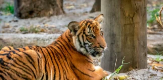 72 τίγρεις πέθαναν από ιό σε ζωολογικό πάρκο στη βόρεια Ταϊλάνδη