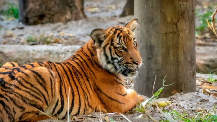 72 τίγρεις πέθαναν από ιό σε ζωολογικό πάρκο στη βόρεια Ταϊλάνδη
