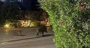 Εμφανίστηκαν αγριογούρουνα σε διασταύρωση της Λεωφόρου Μαραθώνος στο ύψος του ΕΠΑΛ Ραφήνας