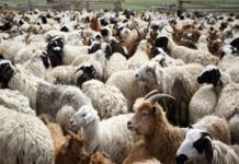 Από τον Αύγουστο 2024 έχουν θανατωθεί 479.821 αιγοπρόβατα λόγω της ευλογιάς, 11 νέα κρούσματα σε επτά περιφέρειες