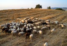 Απάτη με επιδοτήσεις στο Ρέθυμνο: Δήλωσαν χιλιάδες ανύπαρκτα αιγοπρόβατα για να πάρουν αποζημιώσεις