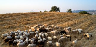 Απάτη με επιδοτήσεις στο Ρέθυμνο: Δήλωσαν χιλιάδες ανύπαρκτα αιγοπρόβατα για να πάρουν αποζημιώσεις