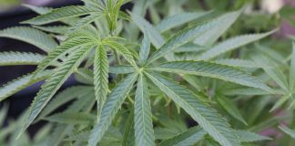 Γιάννενα: «Ξινή» βγήκε η σχολική εκδρομή – Τρεις συλλήψεις και μαθητής στο νοσοκομείο μετά από κατανάλωση κάνναβης