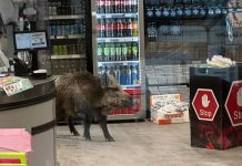 Βερολίνο: Αγριογούρουνο έκανε… βόλτα σε εμπορικό κέντρο – Το έδιωξαν αστυνομικοί με ασπίδες