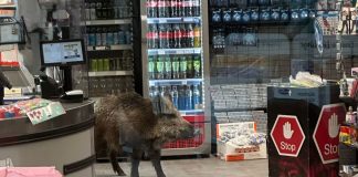 Βερολίνο: Αγριογούρουνο έκανε… βόλτα σε εμπορικό κέντρο – Το έδιωξαν αστυνομικοί με ασπίδες