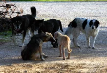 Θεσσαλονίκη: 55χρονος είχε 68 σκύλους σε άθλιες συνθήκες σε αυτοσχέδιο καταφύγιο ζώων