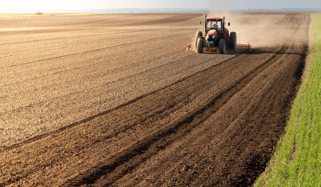 agrotis_xorafi-1200x700