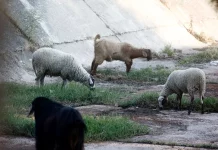 Λέσβος: Με προσωπικό ασφαλείας οι Δήμοι του νησιού την Δευτέρα λόγω του αφθώδους πυρετού