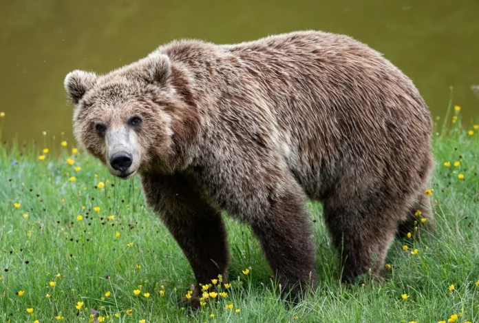 Εορδαία: Αρκούδα εισέβαλε σε κοτέτσια οικισμού, σύσταση στους κατοίκους για αυξημένη προσοχή