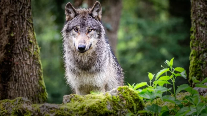Νέα επίθεση λύκου σε πρόβατα στην Αιτωλοακαρνανία, σε απόγνωση οι κτηνοτρόφοι