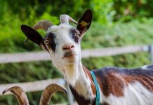 Απίστευτο σκηνικό στην Αθήνα: Βρέθηκαν κότες και κατσίκια σε ταράτσα 16οροφης πολυκατοικίας – Έκαναν παράνομη εκτροφή