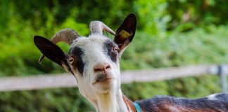 Απίστευτο σκηνικό στην Αθήνα: Βρέθηκαν κότες και κατσίκια σε ταράτσα 16οροφης πολυκατοικίας – Έκαναν παράνομη εκτροφή