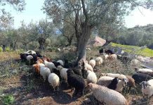 Αφθώδης πυρετός: «Είχα 130 αρνιά να δώσω για το Πάσχα. Τώρα προσεύχομαι να μην μου τα ρίξουν στο λάκκο»