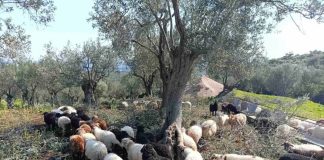 Αφθώδης πυρετός: «Είχα 130 αρνιά να δώσω για το Πάσχα. Τώρα προσεύχομαι να μην μου τα ρίξουν στο λάκκο»