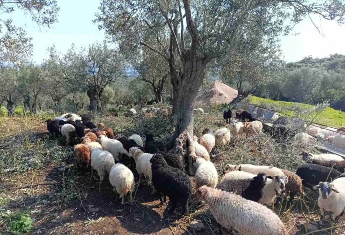 Αφθώδης πυρετός: «Είχα 130 αρνιά να δώσω για το Πάσχα. Τώρα προσεύχομαι να μην μου τα ρίξουν στο λάκκο»