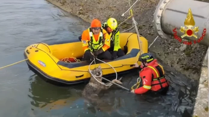 Διέσωσαν λύκαινα που είχε πέσει σε κάναλι κοντά στη Βερόνα, δείτε βίντεο