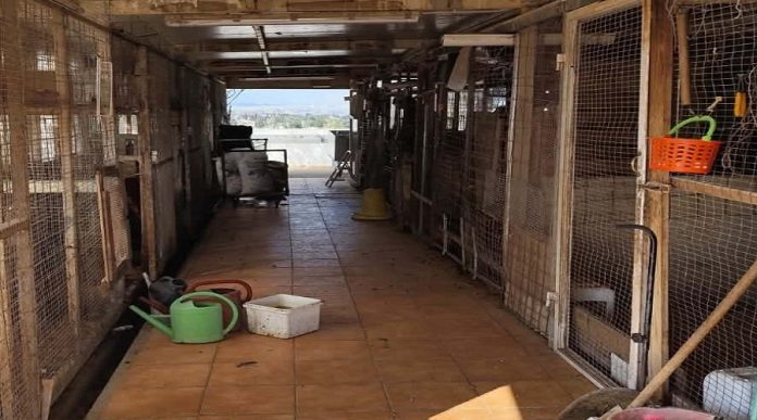 Αμπελόκηποι: Δικογραφία για την παράνομη στάνη σε ταράτσα πολυκατοικίας – Η ανακοίνωση της ΕΛ.ΑΣ. (ΦΩΤΟ)